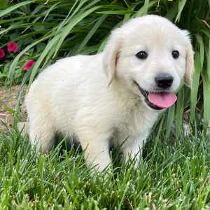 Golden Retriever Puppy Kelly