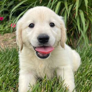 Golden Retriever Puppy Kelly