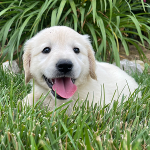 Golden Retriever Puppy Kelly