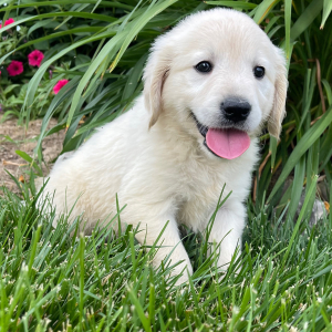 Golden Retriever Puppy Kelly