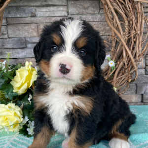 Bernese Mountain Dog Puppy Grant