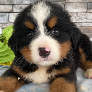 Bernese Mountain Dog Puppy Grant