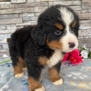 Bernese Mountain Dog Puppy Grant