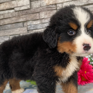 Bernese Mountain Dog Puppy Grant