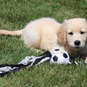 Golden Retriever Puppy Kory