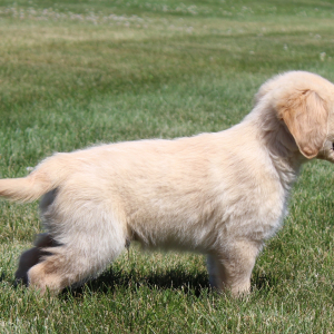 Golden Retriever Puppy Kory