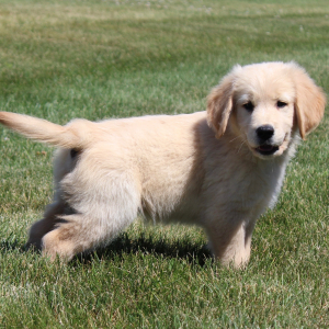 Golden Retriever Puppy Kory
