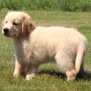 Golden Retriever Puppy Kory