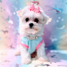 Maltipoo Puppy Cashmere