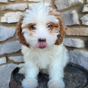 Cavapoo Puppy Grace