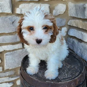Cavapoo Puppy Grace