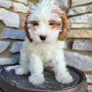 Cavapoo Puppy Grace