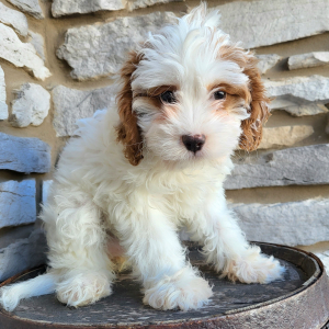 Cavapoo Puppy Grace