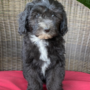 Sheepadoodle Puppy Lucy