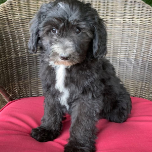 Sheepadoodle Puppy Lucy
