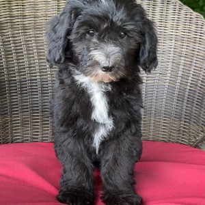 Sheepadoodle Puppy Lucy