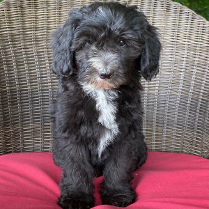 Sheepadoodle Puppy Lucy