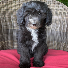 Sheepadoodle Puppy Lucy
