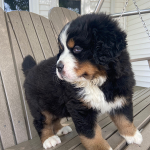 Bernese Mountain Dog Puppy Katie