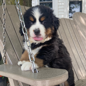 Bernese Mountain Dog Puppy Katie