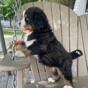 Bernese Mountain Dog Puppy Katie