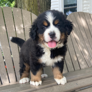 Bernese Mountain Dog Puppy Katie