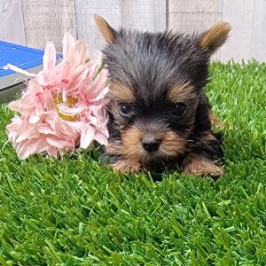 Yorkshire Terrier Puppy Darcy