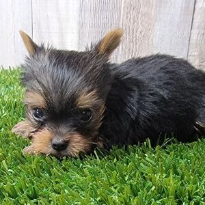 Yorkshire Terrier Puppy Darcy