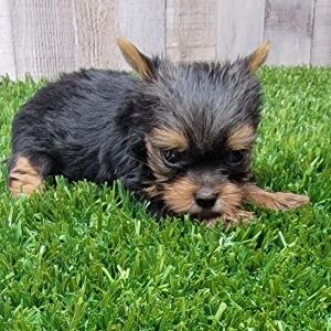 Yorkshire Terrier Puppy Darcy