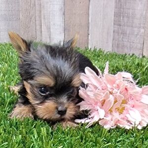 Yorkshire Terrier Puppy Darcy