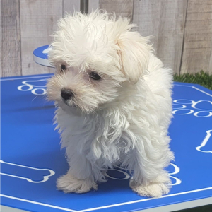 Maltese Puppy Edward