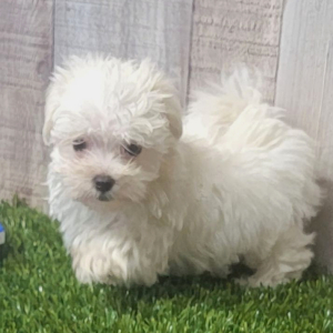Maltese Puppy Edward