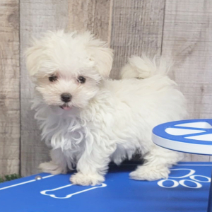 Maltese Puppy Edward