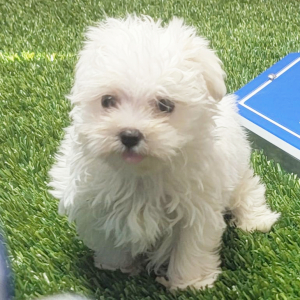 Maltese Puppy Edward
