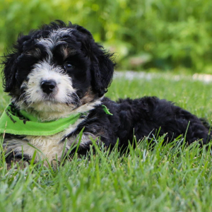 Bernedoodle Puppy Dominic