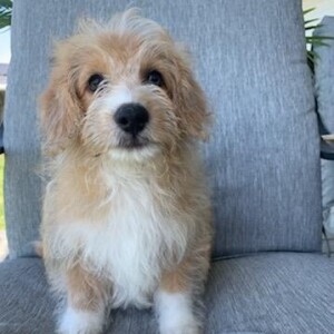 Corgipoo Puppy Jes