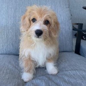 Corgipoo Puppy Jes