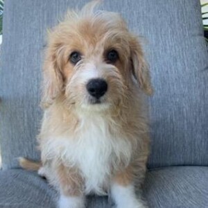 Corgipoo Puppy Jes