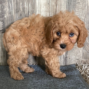 Cavapoo Puppy Sandy