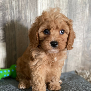 Cavapoo Puppy Sandy