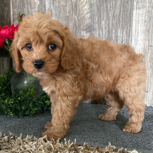 Cavapoo Puppy Sandy