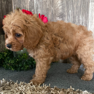Cavapoo Puppy Sandy