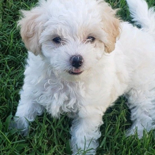 Maltipoo Puppy Kacy