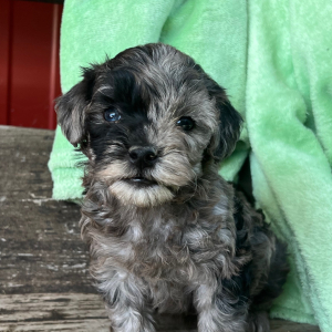 Goldendoodle Puppy Nevin