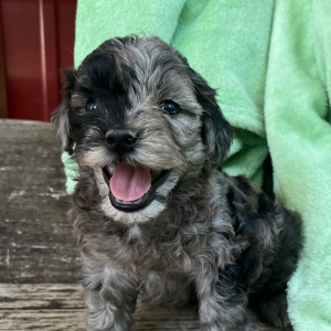 Goldendoodle Puppy Nevin