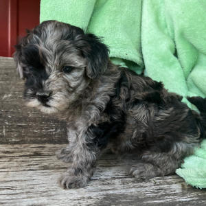 Goldendoodle Puppy Nevin
