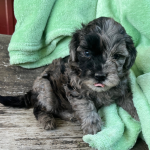 Goldendoodle Puppy Nevin