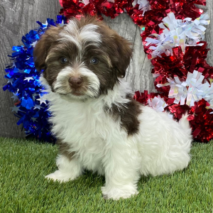 Havanese Puppy Skip