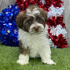Havanese Puppy Skip