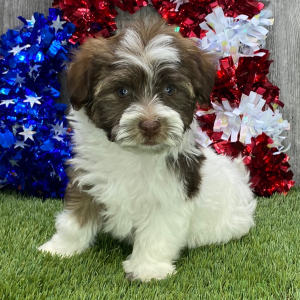 Havanese Puppy Skip
